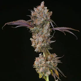 XXX - ETHOS GENETICS
