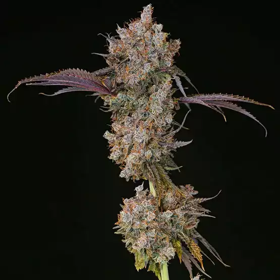 XXX - ETHOS GENETICS