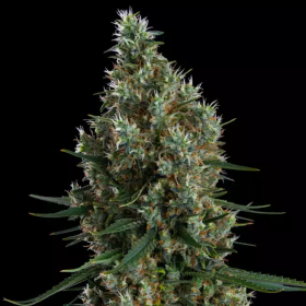 Zweet Inzanity RBX - ETHOS GENETICS