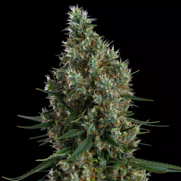 Zweet Inzanity RBX - ETHOS GENETICS