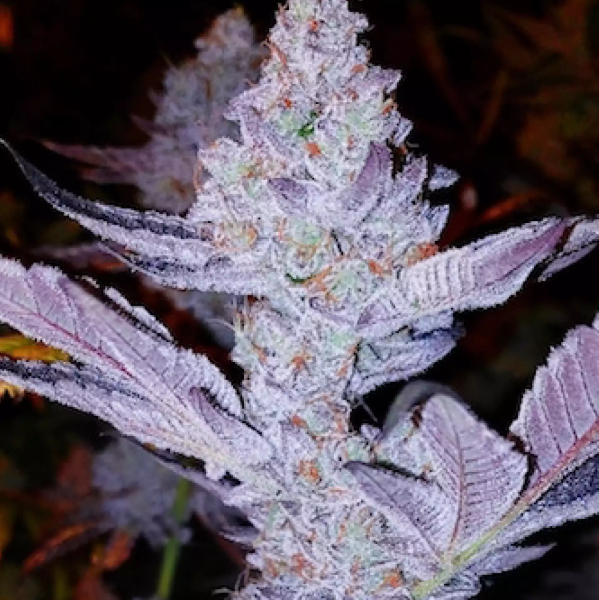 GMO Zkittlez F1 - ETHOS GENETICS