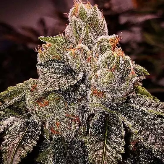 OGDLUX BX3 - ETHOS GENETICS
