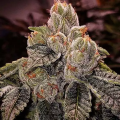 OGDLUX BX3 - ETHOS GENETICS