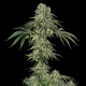 Jamaican Mountain by Julian Marley - SILENT SEEDS