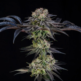 Julian Marley Special - SILENT SEEDS