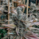 Lemon Elixir - SOLFIRE GARDENS
