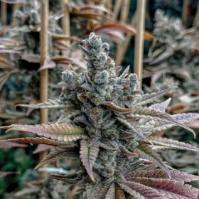 Lemon Elixir - SOLFIRE GARDENS