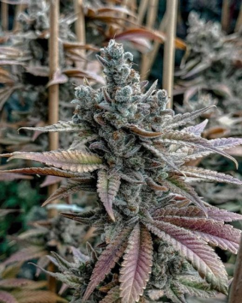 Lemon Elixir - SOLFIRE GARDENS