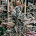 Lemon Elixir - SOLFIRE GARDENS