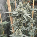 Sundae Supper - SOLFIRE GARDENS