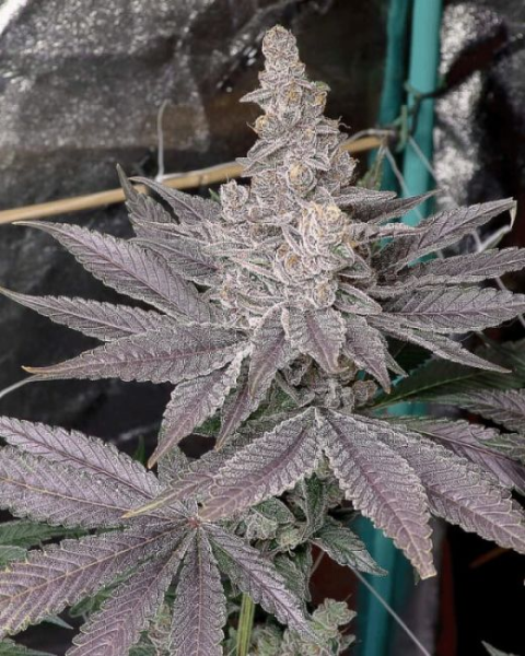Swolfire - SOLFIRE GARDENS