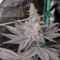 Swolfire - SOLFIRE GARDENS