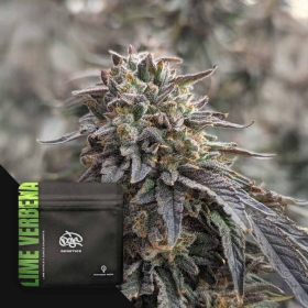 Lime Verbena - DOJA