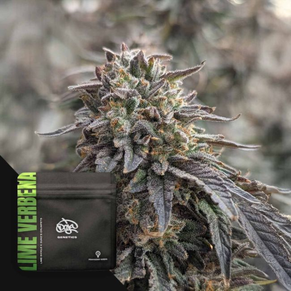Lime Verbena - DOJA