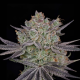 Papaya Sour Spritz - GREEN HOUSE SEEDS