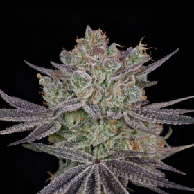 Papaya Sour Spritz - GREEN HOUSE SEEDS