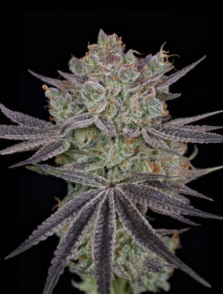 Papaya Sour Spritz - GREEN HOUSE SEEDS