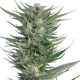 Fruity Durban - SERIOUS SEEDS
