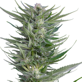 Fruity Durban - SERIOUS SEEDS