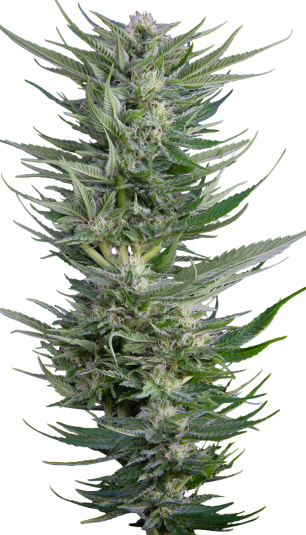 Fruity Durban - SERIOUS SEEDS