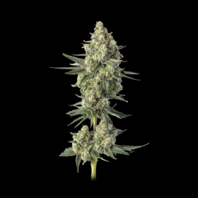 Downtown Haze - HAPPY VALLEY GENETICS