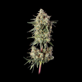 Haze Burger - HAPPY VALLEY GENETICS