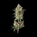 Haze Burger - HAPPY VALLEY GENETICS