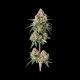 Lemdawg - HAPPY VALLEY GENETICS
