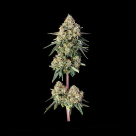 Lemdawg - HAPPY VALLEY GENETICS