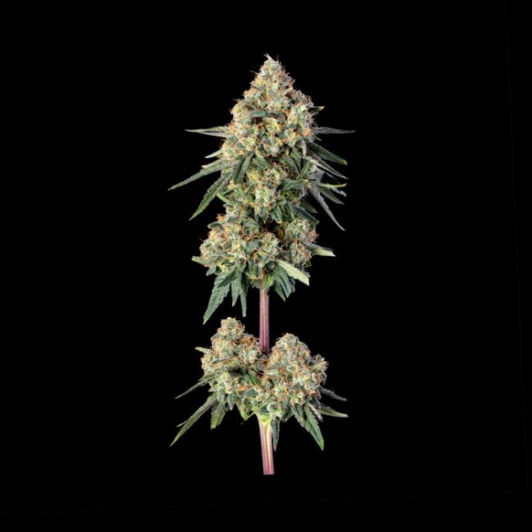 Lemdawg - HAPPY VALLEY GENETICS