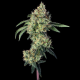 Lemon Prime - HAPPY VALLEY GENETICS