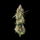 Lemon Smuggler - HAPPY VALLEY GENETICS