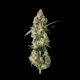 Lemon Smuggler - HAPPY VALLEY GENETICS
