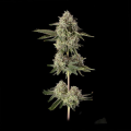 Super Belts - HAPPY VALLEY GENETICS