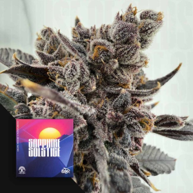 Sapphire Solstice - DOJA