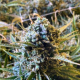 Frosted Watermelon Auto - MOSCA SEEDS