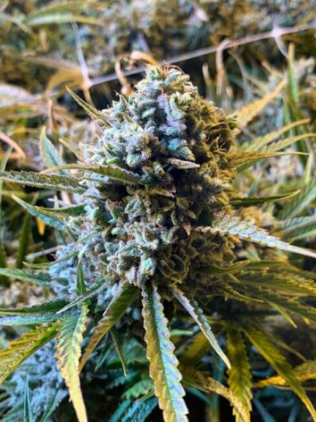 Frosted Watermelon Auto - MOSCA SEEDS