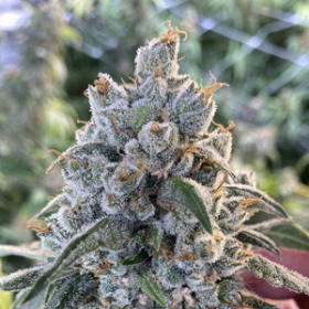Frosted Guava Auto - MOSCA SEEDS