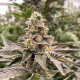 Gummy Mintz Auto - MOSCA SEEDS
