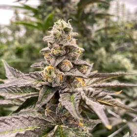 Gummy Mintz Auto - MOSCA SEEDS