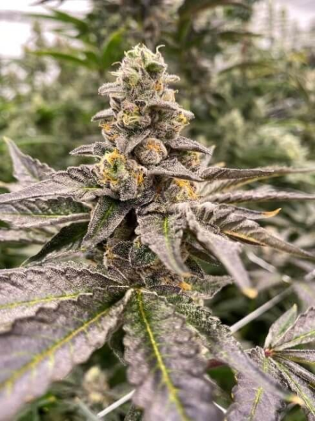 Gummy Mintz Auto - MOSCA SEEDS