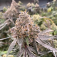 Gummy Bears Auto - MOSCA SEEDS
