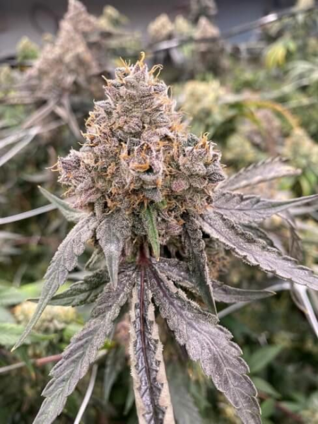 Gummy Bears Auto - MOSCA SEEDS