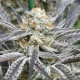 Strawberry Cadillac - LOVIN IN HER EYES