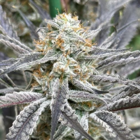 Strawberry Cadillac - LOVIN IN HER EYES