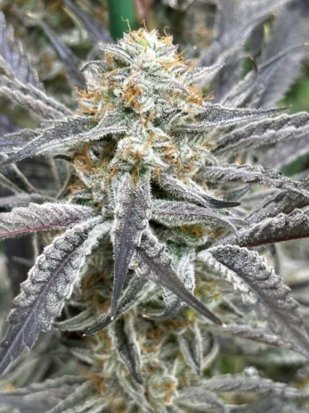 Strawberry Cadillac - LOVIN IN HER EYES