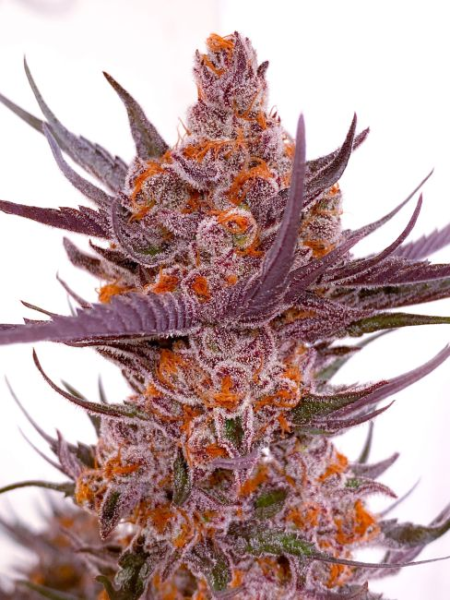 Spanish Moon S1 - LOVIN IN HER EYES
