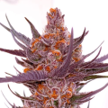 Spanish Moon S1 - LOVIN IN HER EYES