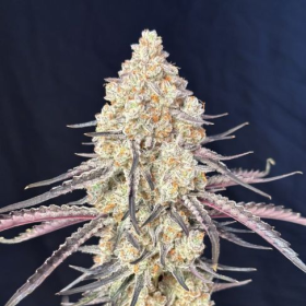 Purple Magnolia - LOVIN IN HER EYES