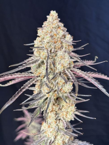 Purple Magnolia - LOVIN IN HER EYES